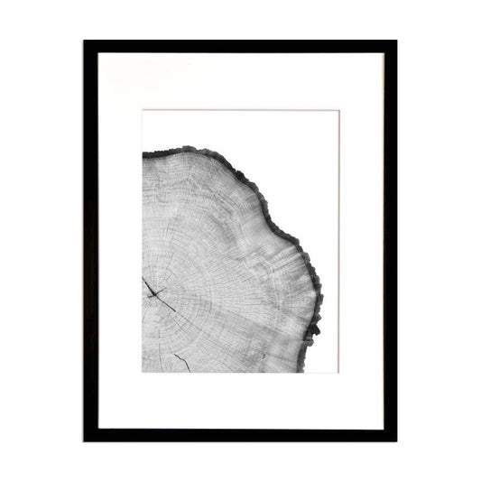 Cuadro Corteza de Arbol