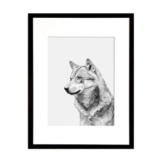 Cuadro Fotografía Lobo