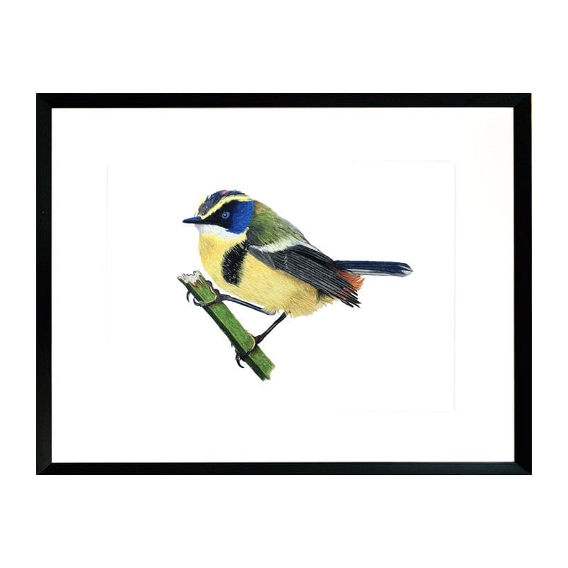 Pájaro Chileno Siete Colores