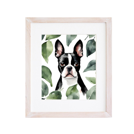 Cuadro Eucalipto Boston Terrier