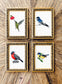 Mini Pajarito Chileno Siete Colores