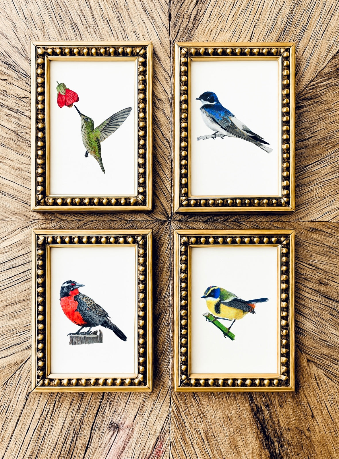 Mini Pajarito Chileno Colibrí