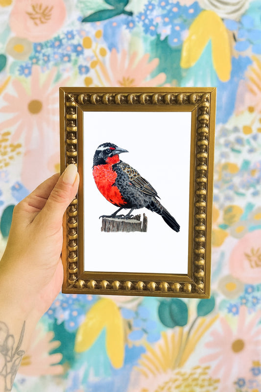Mini Pajarito Chileno Loica