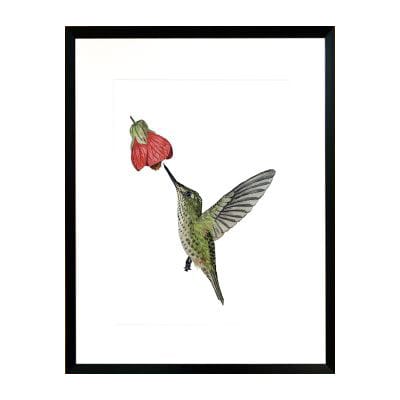 Pájaro Chileno Colibrí