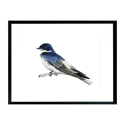 Pájaro Chileno Golondrina