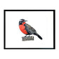Pájaro Chileno Loica