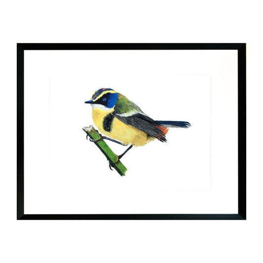 Pájaro Chileno Siete Colores